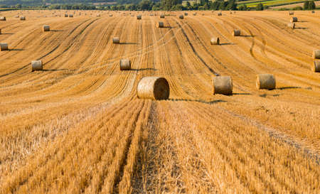 Haystacks in autumn field. Wheat yellow golden harvest in summer. Countryside natural landscape. Hay...