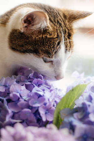 Cat with Flowering hortensia plant. Kitten sniffing bouquet in a pot in a room, domestic lifeの写真素材