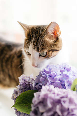 Cat with Flowering hortensia plant. Kitten sniffing bouquet in a pot in a room, domestic lifeの写真素材