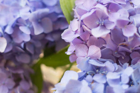 Purple hydrangea flower with solf light. Web banner, nature background. Flowering hortensia plant.の写真素材
