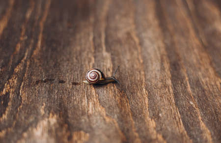 Helix pomatia, Garden small Snail animal life in nature. Selective focus.