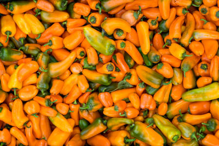 Fresh yellow pointed peppers pattern texture background. Close up. Landscape. Street vegetable marketの写真素材