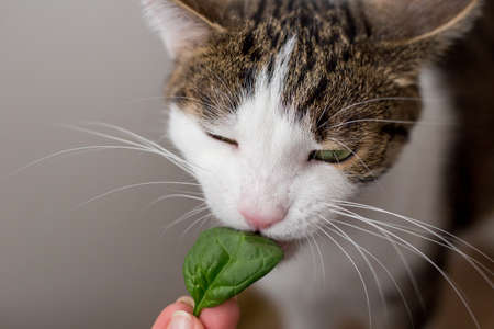 The cat is eating leaf at home or in indoor.の写真素材
