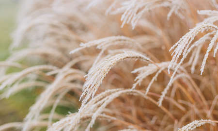 Abstract natural background of soft plants Cortaderia selloana. Frosted pampas grass on a blurry bokeh, Dry reeds boho style. Patterns on the first ice. Earth watchingの写真素材