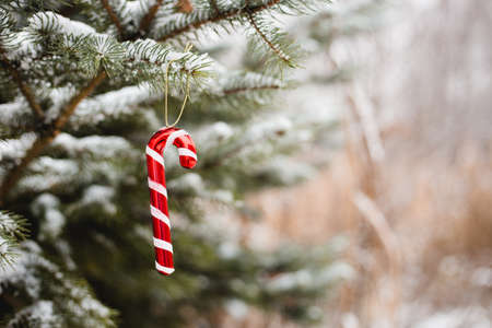 Green pine branch with red candy cane covered with snow. Background for Christmas cards, holiday...