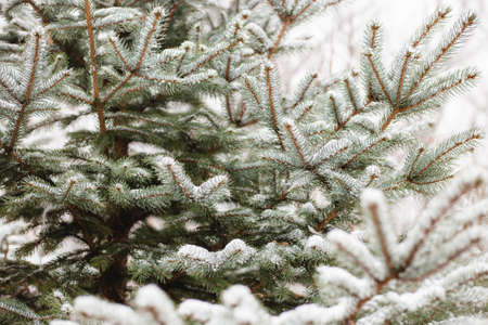 Green pine branch tree covered with snow. Background for Christmas cards, holiday concept