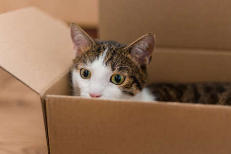 Cat inside the box background.