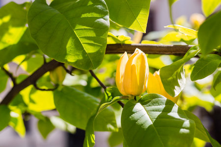 Blown beautiful magnolia flower on a tree with green leaves.の写真素材