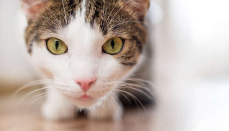 Portrait of domestic tabby cat on floor. Happy cat relaxing at homeの写真素材