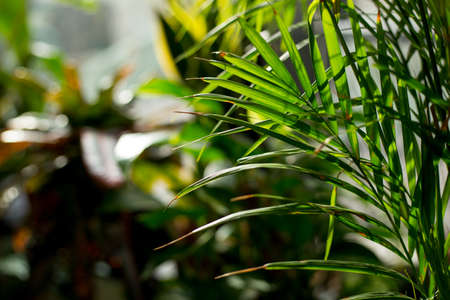 Creative tropical green leaves layout. Nature spring concept.