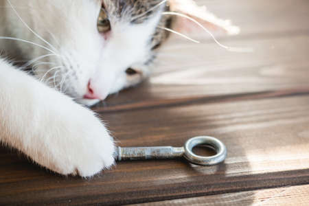 Cat relax with ancient key. The concept of buying a new home. Wood background