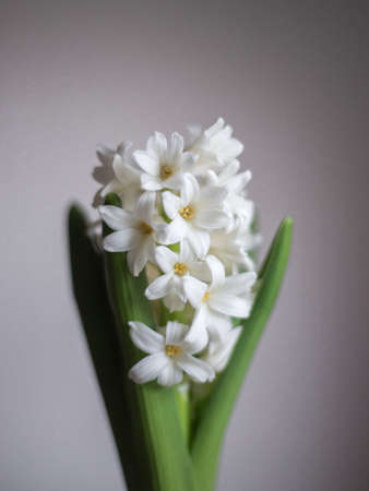 White hyacinth, Hyacinthus orientalis on a light background.の写真素材