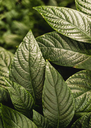 Nature concept background. Green leaves of piperaceae green herbs.
