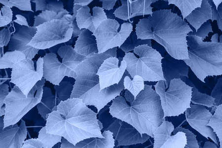 Grape leaves in the gardenの写真素材