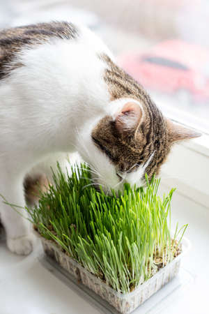 Vitamins for cats - germinated oats. Fluffy cat eating fresh green grass with funny emotions, showing teeth and big whiskers