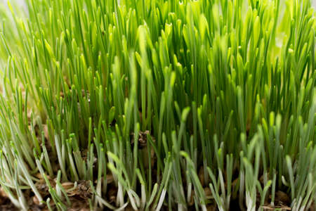 Perfect green background by the fresh grass
