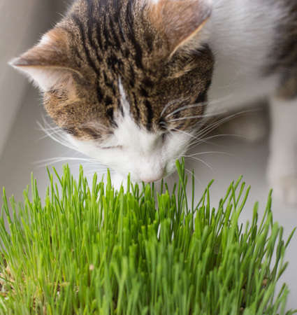 Vitamins for cats - germinated oats. Fluffy cat eating fresh green grass with funny emotions, showing teeth and big whiskersの写真素材