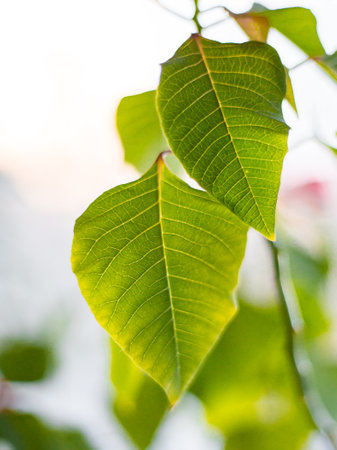 fresh and green leaves of pointsettia,の写真素材