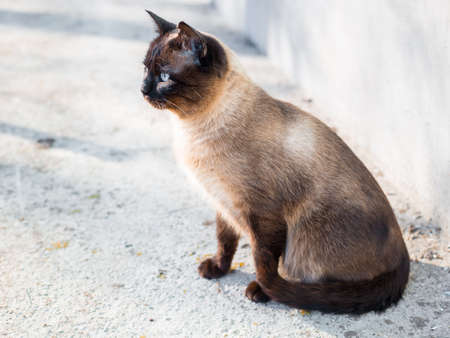The beautiful brown cat, Siamese, with blue eyesの写真素材