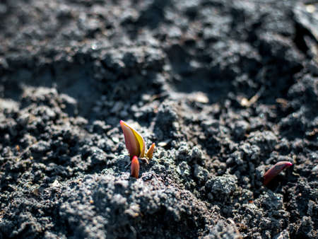 Young sprouts of a garden tulip growing from soil in flower bed.の写真素材