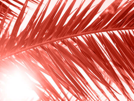 Closeup on green palm leaves on Living coral color of the year 2019, summer vacation and holiday conceptの写真素材