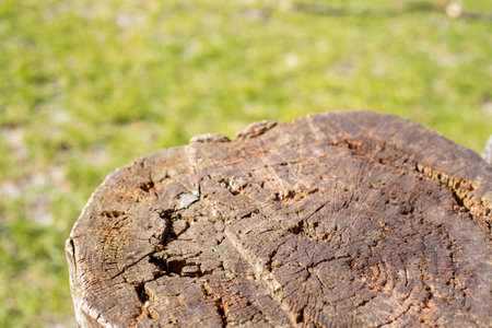 Wood table with Green grass