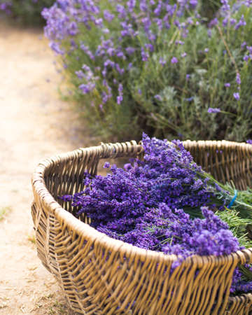 Close up nature photo Idea of a rich harvest of lavenderの写真素材