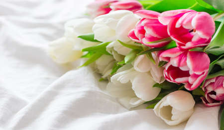 Pink and white Tulips isolated on white cloth background with copy space. Minimal floral mock up concept. Valentines Day, Easter, Birthday, Happy Womens Day postcardの写真素材