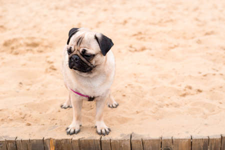 Pug dog portrait on nature background. Dog sitting on beach feeling fun vacations on the beach, vacations Conceptの写真素材