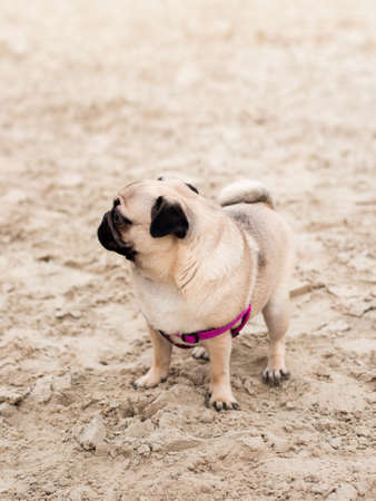 Pug dog portrait on nature background. Dog sitting on beach feeling fun vacations on the beach, vacations Conceptの写真素材