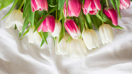 Pink and white Tulips isolated on white cloth background with copy space. Flat lay, top view. Minimal floral mock up concept. Valentines Day, Easter, Birthday, Happy Womens Day conceptの写真素材