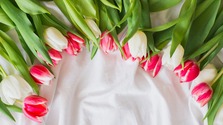 Pink and white Tulips isolated on white cloth background with copy space. Flat lay, top view. Minimal floral mock up concept. Valentines Day, Easter, Birthday, Happy Womens Day conceptの写真素材