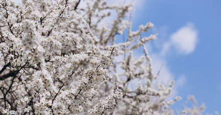 White Flowers of the cherry blossoms under blue sky on a spring day, close-up. Nature banner. Floral seasonal backgroundの写真素材
