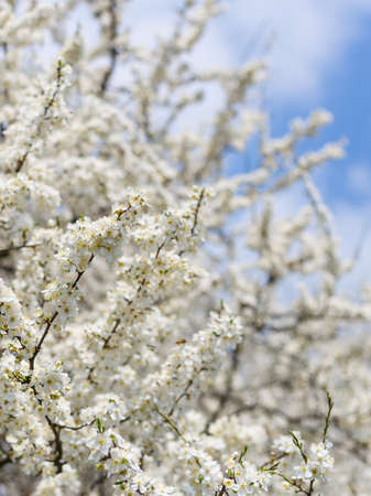 White Flowers of the cherry blossoms under blue sky on a spring day, close-up. Nature banner. Floral...