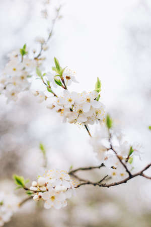 White Flowers of the cherry blossoms on a spring day, close-up. Nature banner. Floral background