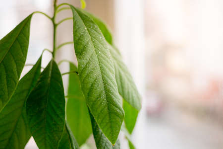 Green branch of avocado tree. Grow avocado from seed. Small tree. Bright background of green leaf strewed with drops.の写真素材