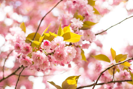 Beautiful cherry blossom sakura in spring time on nature background. Botanical garden concept. Tender bloom. Aroma and fragrance. Spring season. Tenderness. Branch of sakura. Perfumery concept.の写真素材