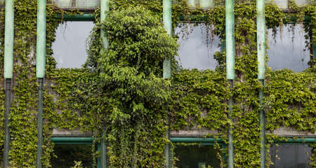 Wall in modern exterior with concrete blocks and garden. Glass building house covered by green ivyの写真素材