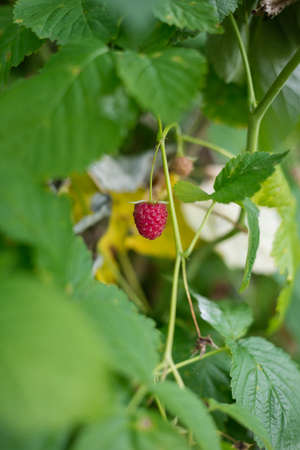 Ripe raspberry in the fruit garden. Red raspberries grow in a green bush. Agriculture concept, gardeningの写真素材
