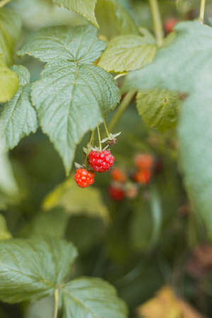 Ripe raspberry in the fruit garden. Red raspberries grow in a green bush. Agriculture concept,...