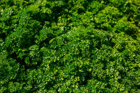 Curly Parsley grows in the garden. Spicy herb Petroselinum crispum for nutrition, use in alternative...