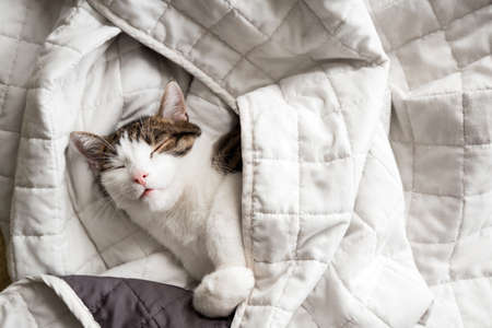 Cute White with gray cat lies in bed at home, house comfort concept, indoor. Cope space. Adopt catの写真素材