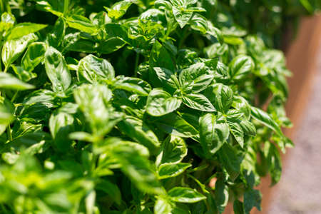 Sweet Basil green plants grows in garden. Botanical name is Ocimum basilicum. Organic Basil Plant...