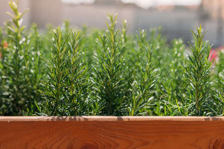 Fresh Rosemary Herb grow outdoor. Plant Ready to Cook, healthy food concept, top view. Organic farming. Home Gardening. Ingredients for dishの写真素材