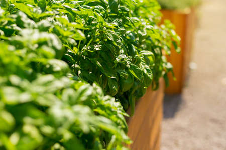 Sweet Basil green plants grows in garden. Botanical name is Ocimum basilicum. Organic Basil Plant Ready to Cook, healthy food concept, top view. Organic farming.の写真素材