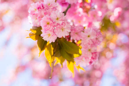 Beautiful cherry blossom sakura in spring time on nature background. Botanical garden concept. Tender bloom. Aroma and fragrance. Spring season. Tenderness. Branch of sakura. Perfumery concept.の写真素材