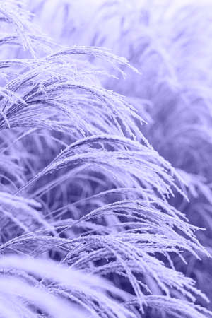 Abstract natural background of soft plants Cortaderia selloana. Frosted pampas grass on a blurry bokeh, Dry reeds boho style. Ferns jungles close up. Color of the year 2022 Very Peri. Toned imageの写真素材
