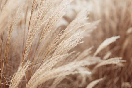 Abstract natural background of soft plants Cortaderia selloana. Pampas grass on a blurry bokeh, Dry reeds boho style. Fluffy stems of tall grass in winterの写真素材