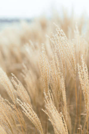 Abstract natural background of soft plants Cortaderia selloana. Pampas grass on a blurry bokeh, Dry...