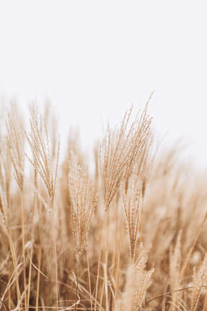 Abstract natural background of soft plants Cortaderia selloana. Pampas grass on a blurry bokeh, Dry reeds boho style. Fluffy stems of tall grass in winter, white backgroundの写真素材